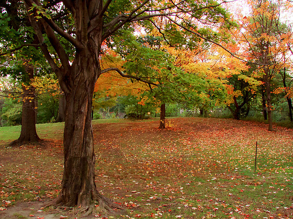 Early Morning Fall