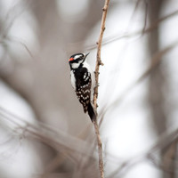 Downy Woodpecker