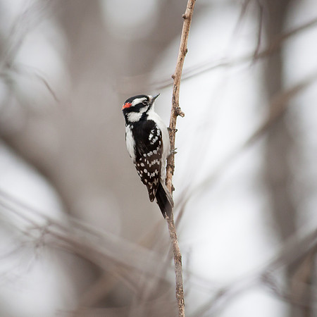 Downy Woodpecker