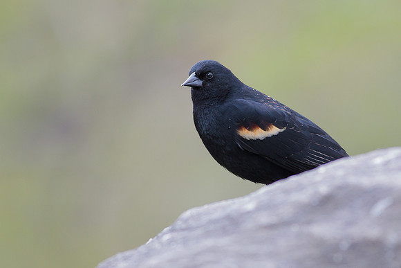 Red-Winged Blackbird