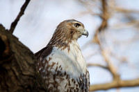 Red-Tailed Hawk