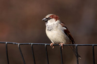 House Sparrow