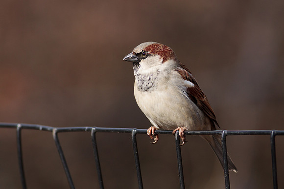 House Sparrow