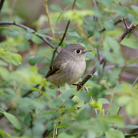 Ruby-Crowned Kinglet