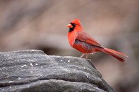 Northern Cardinal