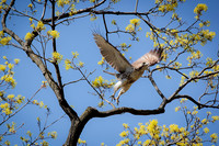 Red-Tailed Hawk