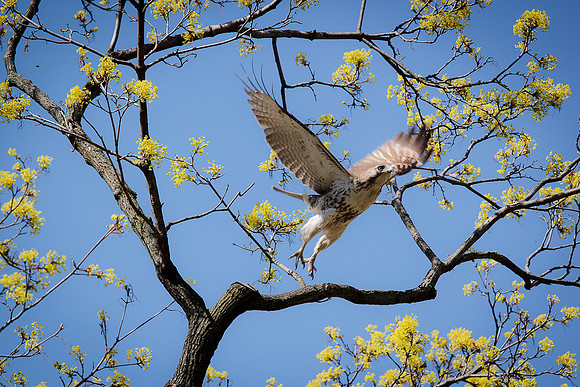 Red-Tailed Hawk