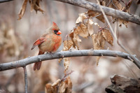 Northern Cardinal