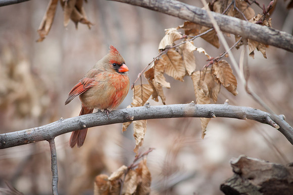 Northern Cardinal