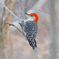 Red-Bellied Woodpecker