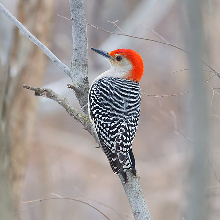 Red-Bellied Woodpecker