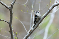 Downy Woodpecker