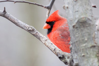 Northern Cardinal
