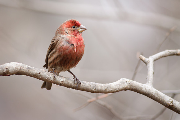 House Finch