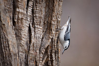 White-Breasted Nuthatch