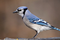 Blue Jay