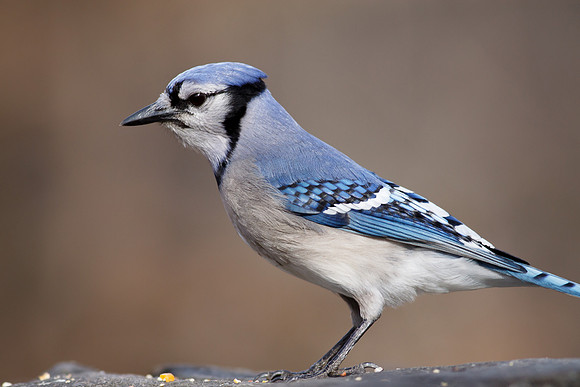 Blue Jay
