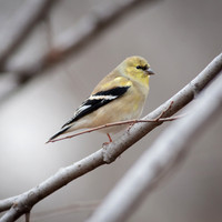 American Goldfinch