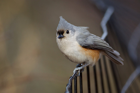 Tufted Titmouse