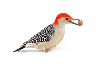 Snowy Red-Bellied Woodpecker