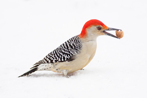 Snowy Red-Bellied Woodpecker
