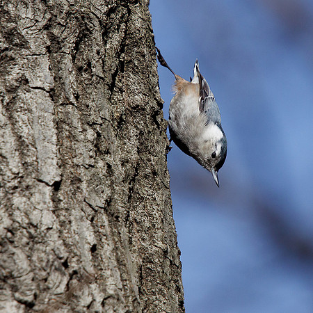 White-Breasted Nuthatch