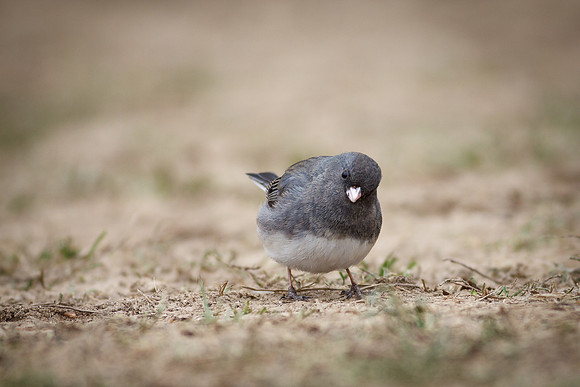 Dark-Eyed Junco