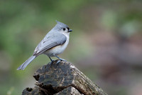 Tufted Titmouse