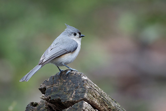 Tufted Titmouse