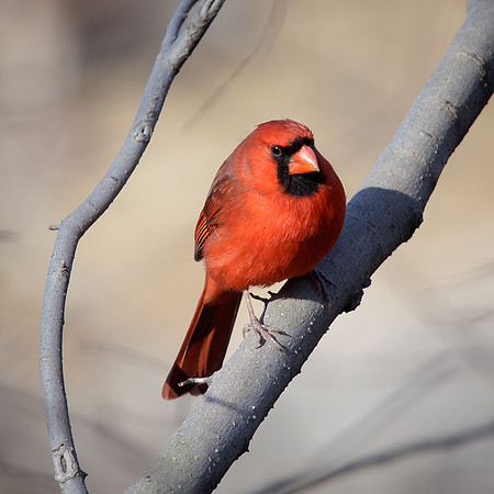 Northern Cardinal