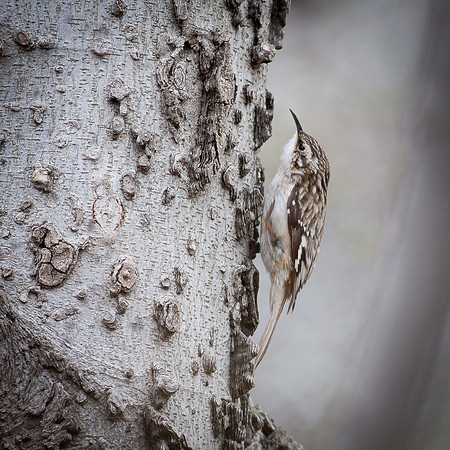 Brown Creeper