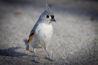 Tufted Titmouse