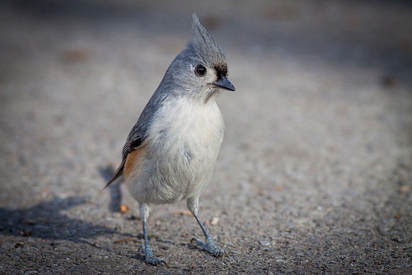 Tufted Titmouse