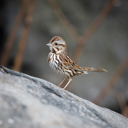 Song Sparrow