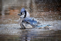 Bathing Blue Jay