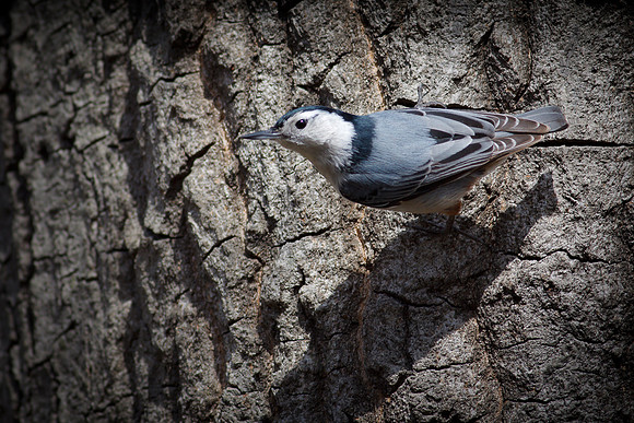 White Breasted Nuthatch