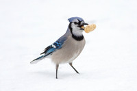 Blue Jay