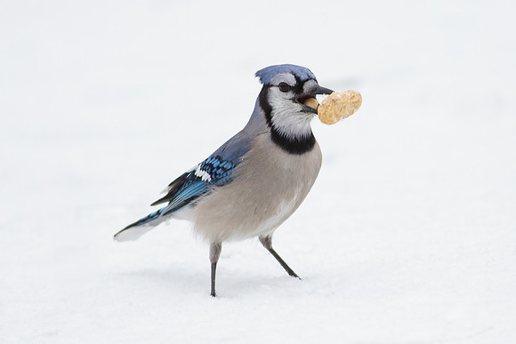 Blue Jay