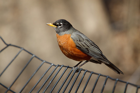 Robin