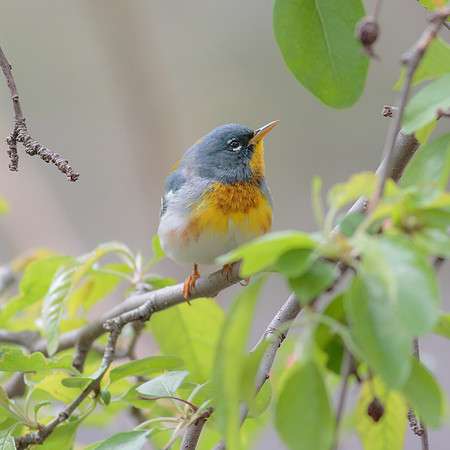 Northern Parula
