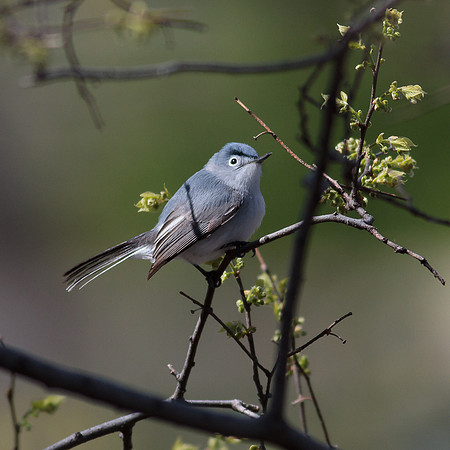 Blue-Gray Gnatcatcher