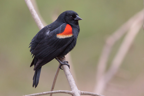 Red-Winged Blackbird