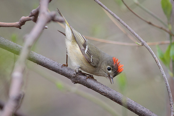 Ruby-Crowned Kinglet Displaying