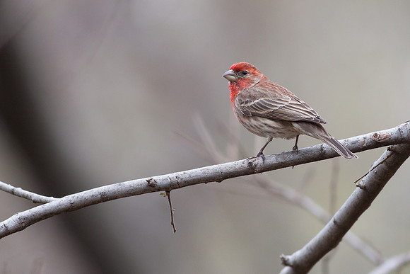 House Finch