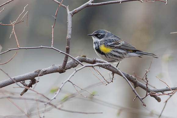 Yellow-Rumped Warbler