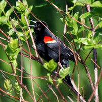 Red-Winged Blackbird