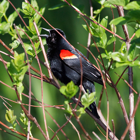 Red-Winged Blackbird