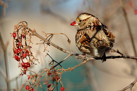 Snacking Sparrow