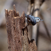 White-Breasted Nuthatch