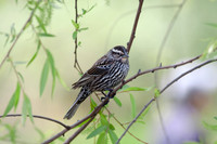 Female Red-Winged Blackbird